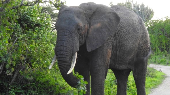 Elephant in tarangire