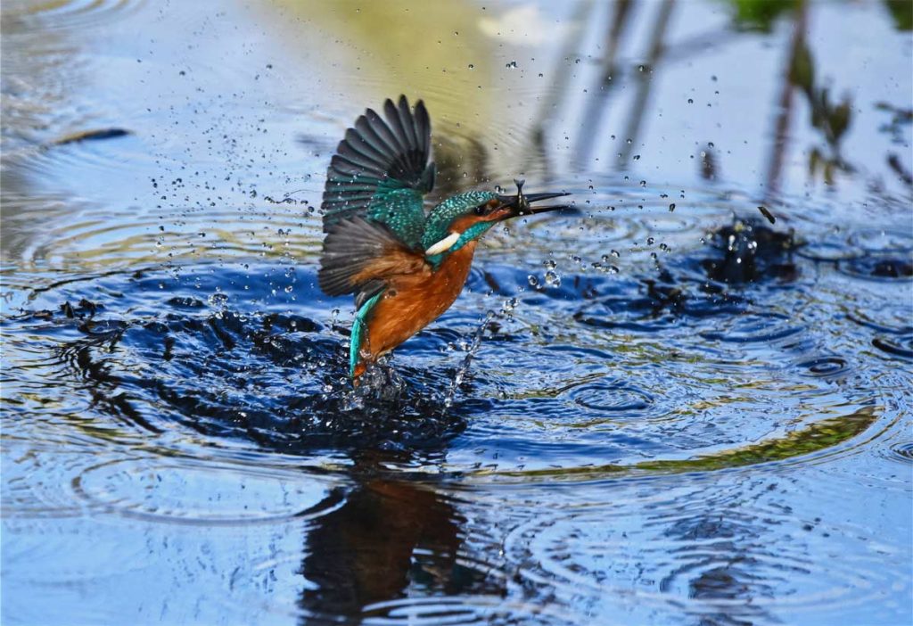 tanzania photographic safari
