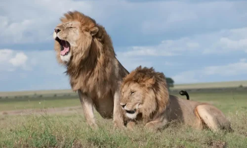 Tanzania Safari On Christmas And New Year