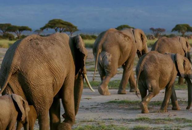 Tarangire National park family safari