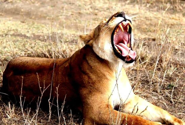 Tanzania Safari in July