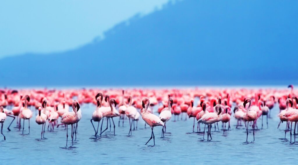LAKE NATRON