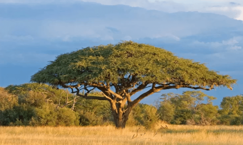 Acacia Trees of serengeti