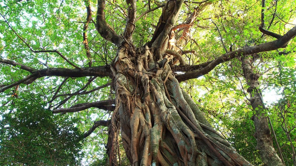 Strangler fig