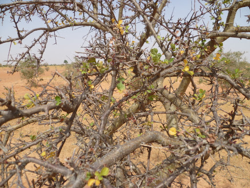 commiphora africana