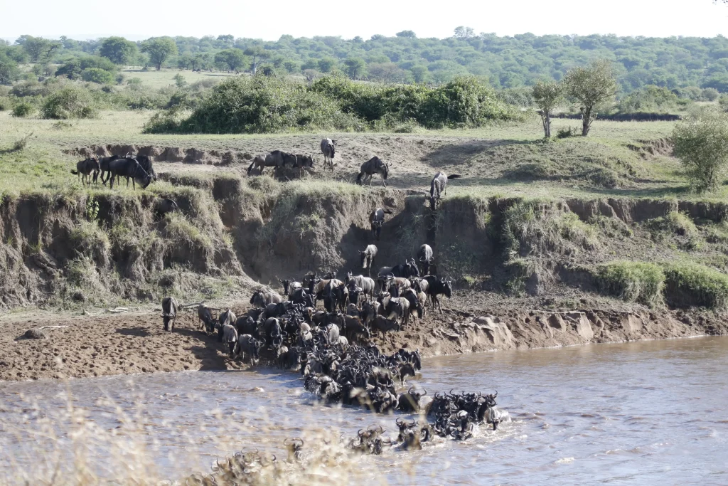 Affordable Serengeti Safari Packages