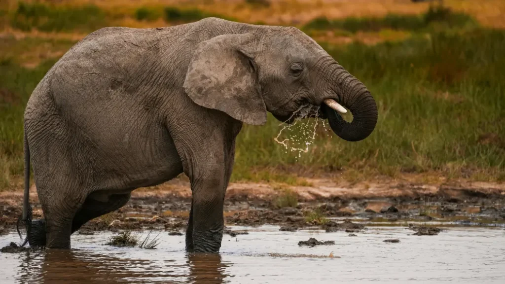 Elephant drinking water along the Tarangire River in Tarangire National Park, northern Tanzania safari circuit.